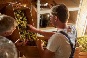 Elderly winemaker and young man puttig a box-load of grapes into a crusher at the winery
