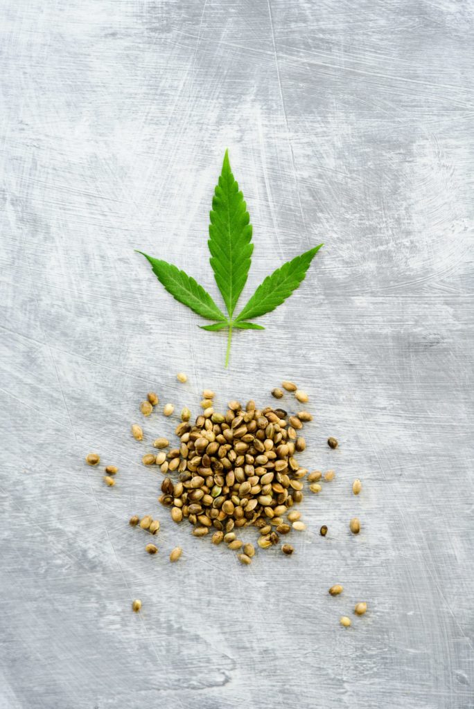 Hemp leaf and seeds
